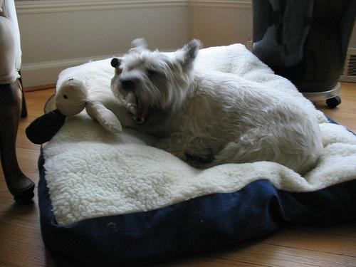 Керн‑терьер фото 1