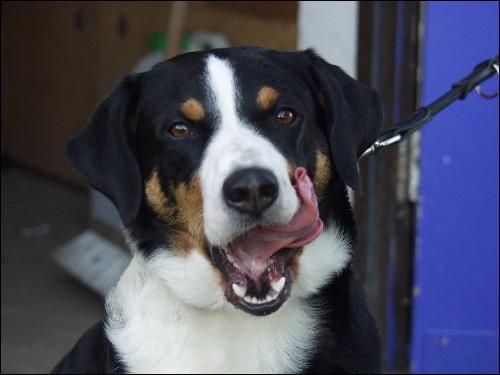 Аппенцеллер зенненхунд фото 3