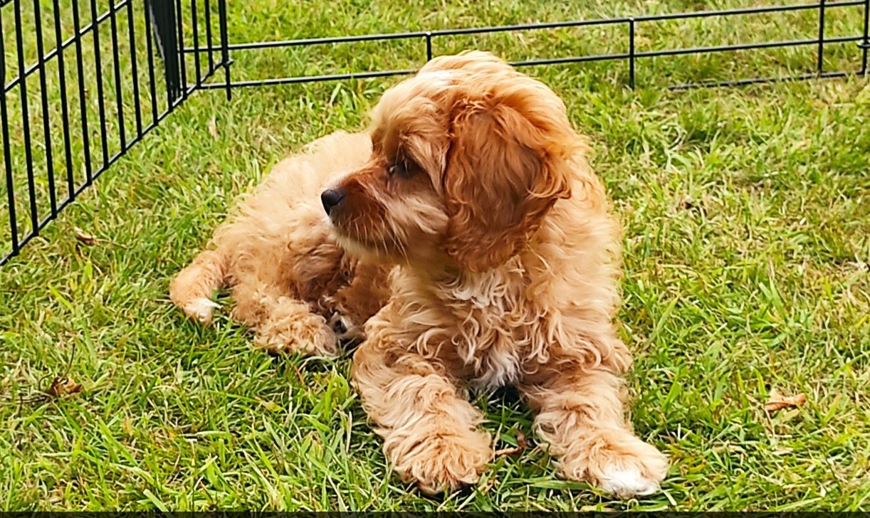 Кавапу (Cavapoo) фото 3