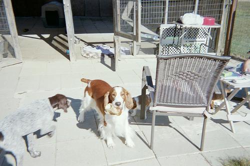 Вельш‑спрингер‑спаниель фото 1