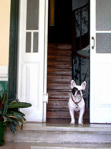 Французский бульдог фото 7