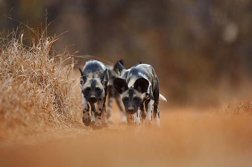 Африканский дикий пёс (африканская дикая собака, расписной волк) фото 6