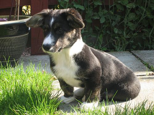 Вельш‑корги кардиган фото 5