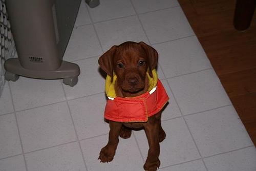 Венгерская выжла (Vizsla) фото 5