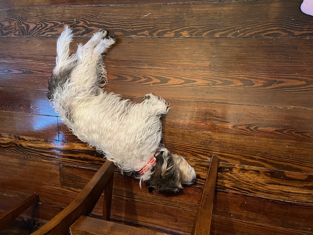 Джек‑рассел‑терьер фото 12