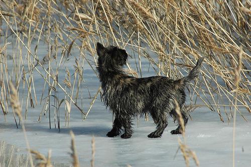 Керн‑терьер фото 12