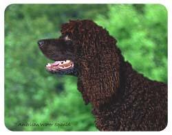 Ирландский спаниель (ирландский водяной спаниель) фото 8