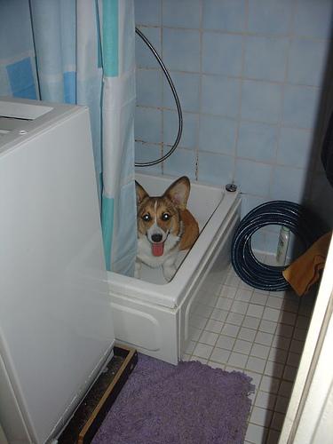 Вельш‑корги пемброк — фото породы