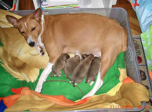 Басенджи фото 3