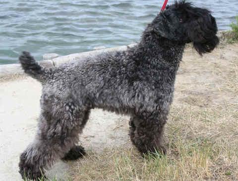 Керри‑блю‑терьер фото 9