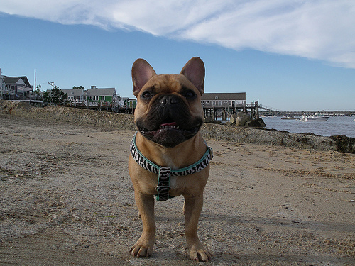 Французский бульдог фото 10