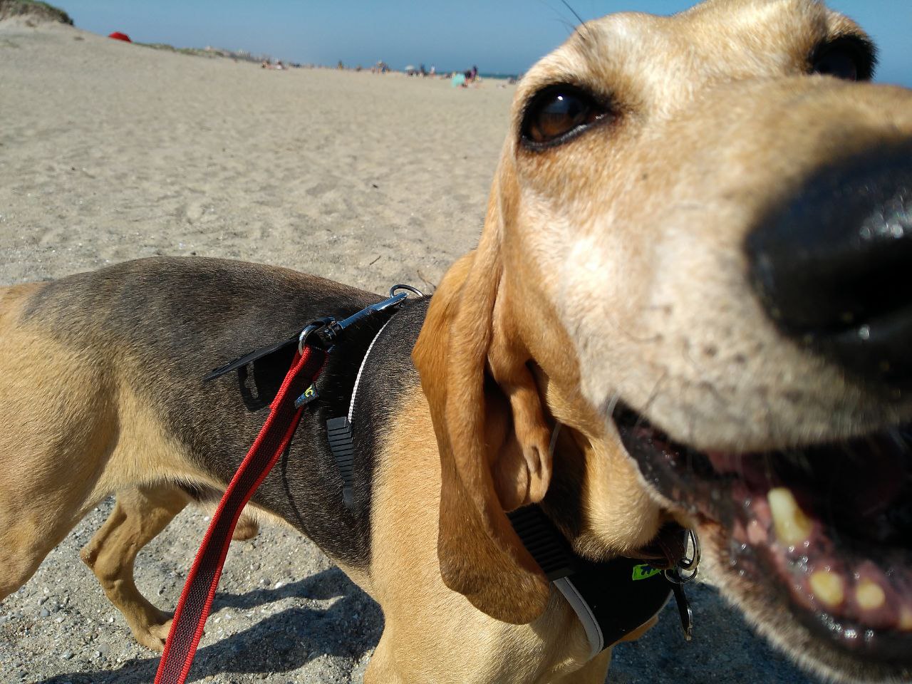 Итальянская гончая (Segugio Italiano) фото 2