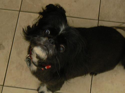 Пекинес фото 9