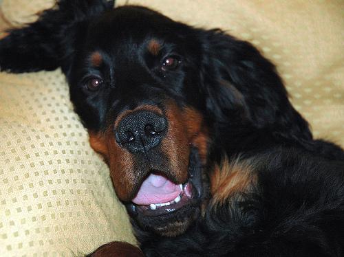 Шотландский сеттер (гордон-сеттер) фото 4