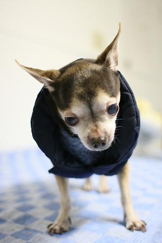 Чихуахуа фото 10