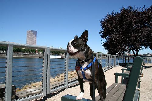 Бостон‑терьер фото 7