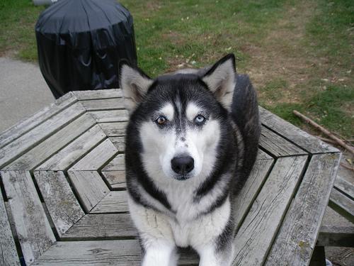 Американская эскимосская собака (Eskimo) фото 2