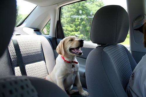 Лабрадор-ретривер фото 8