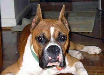 Боксёр фото 9