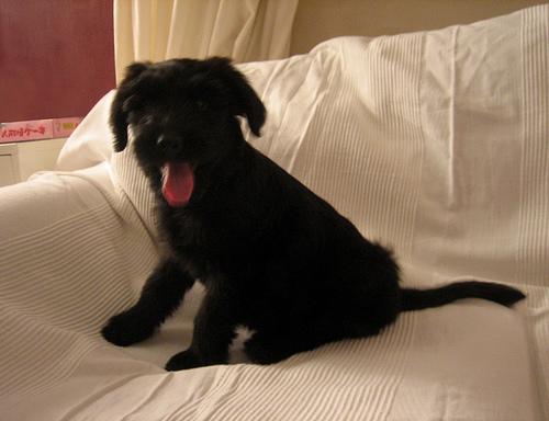 Бриар фото 1