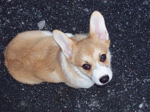 Вельш‑корги пемброк фото 5