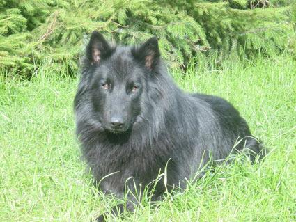 Фото породы Грюнендаль