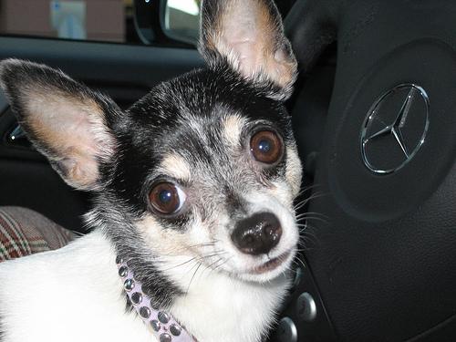 Той‑терьер фото 12