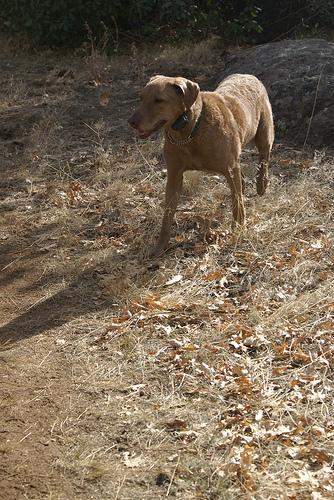 Чесапик‑бей‑ретривер фото 10