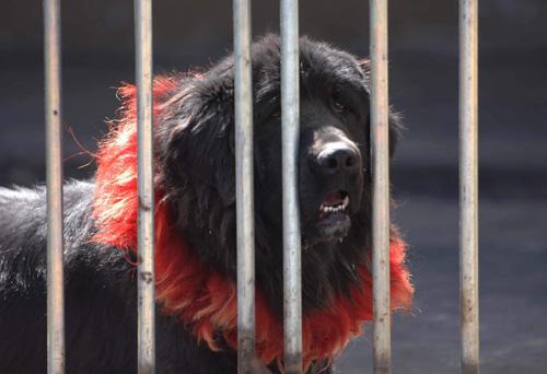 Тибетский мастиф фото 11