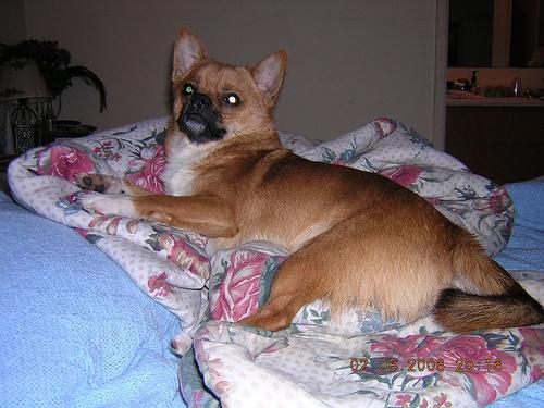 Чихуахуа фото 9