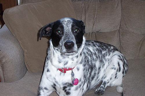 Немецкий пойнтер (курцхаар) фото 1