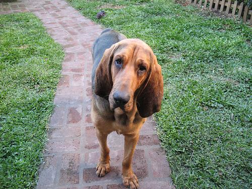 Фото породы Кровяная гончая (бладхаунд)