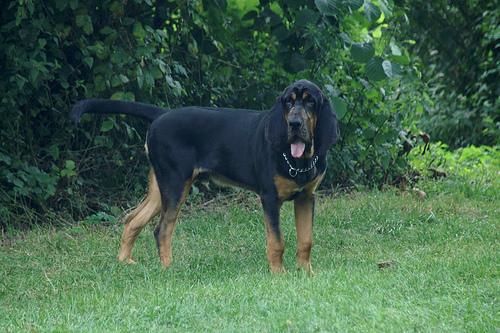 Кровяная гончая (бладхаунд) фото 12