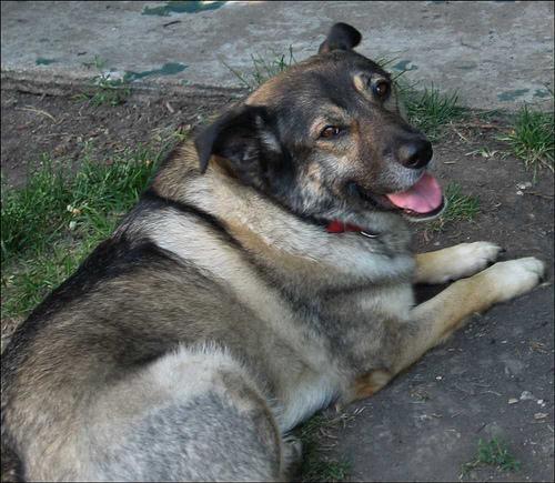 Норвежский элкхаунд фото 1