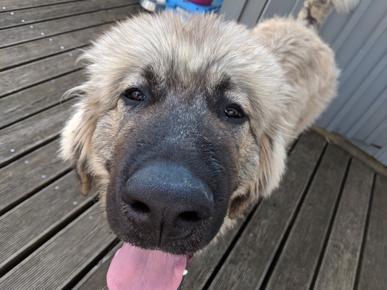 Кавказская овчарка фото 7