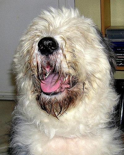 Английская овчарка (английская пастушья собака) фото 2