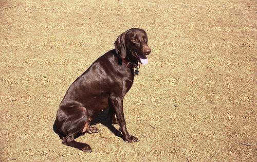 Венгерская выжла (Vizsla) фото 7