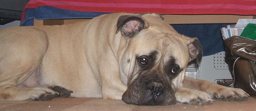 Бульмастиф фото 2