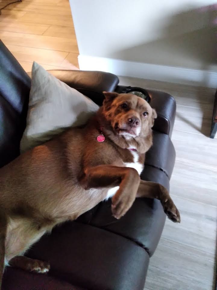 Фото породы Австралийский келпи