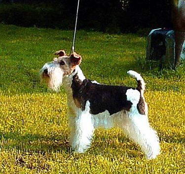 Фокстерьер фото 8