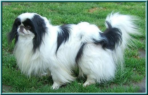 Японский спаниель (хин) фото 8