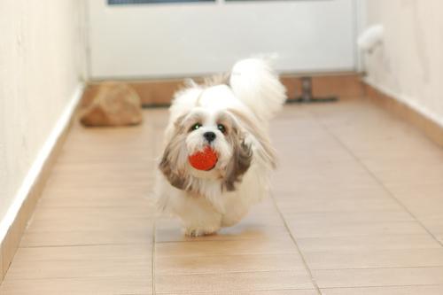 Лхаса апсо фото 5