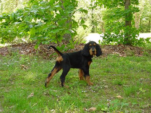Шотландский сеттер (гордон-сеттер) фото 5