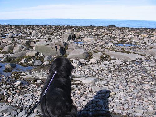 Ньюфаундленд фото 7