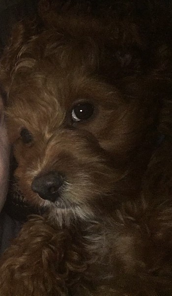 Кокапу (Cockapoo) фото 11