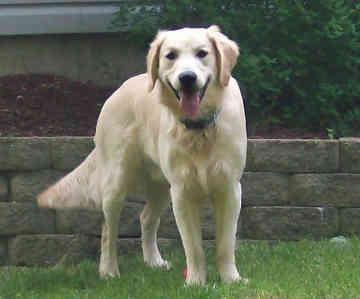 Золотистый ретривер (Golden Retriever) фото 9
