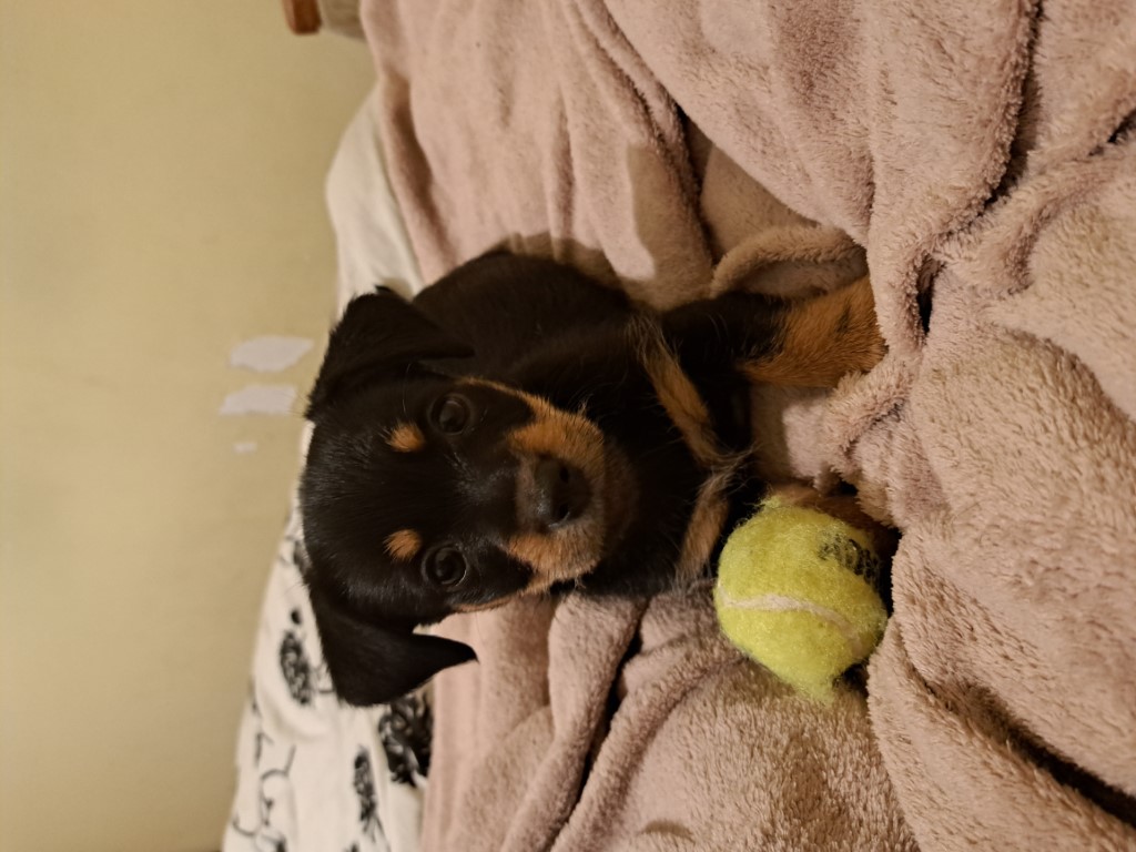 Метис (mix) фото 4