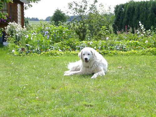 Кувас фото 7