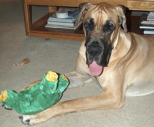 Немецкий дог (Great Dane) фото 11