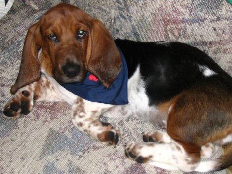 Фото породы Бассет‑хаунд